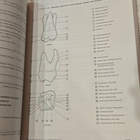 Dental Anatomy Coloring Book 4th Edition - Picture 9 of 15